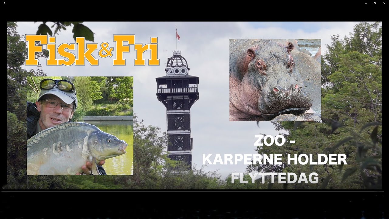 NY VIDEO: ZOO-KARPERNE HOLDER FLYTTEDAG