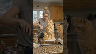 #youtubeshorts  #viral #comedy  #shorts #cat