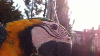 Blue &amp; Gold Macaw: Balzac on his first day out, in the garden