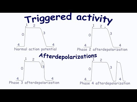 Triggered activity. Afterdepolarizations