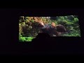 Theatre Response Godzila Vs Kong From India Tamil Nadu