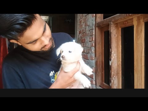 #dipa #dog #maithali vlog🙏