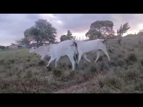 65 Vacas Nelores Gordas na balança a 17 reais em Pilões/ Paraíba. Whatsapp 84 99810 2784*#nelore 