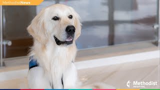 Dog joins staff at Methodist Hospital