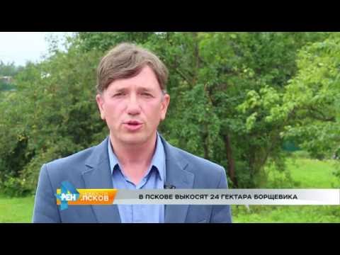 Новости Псков 26.07.2016 # Борьба с борщевиком