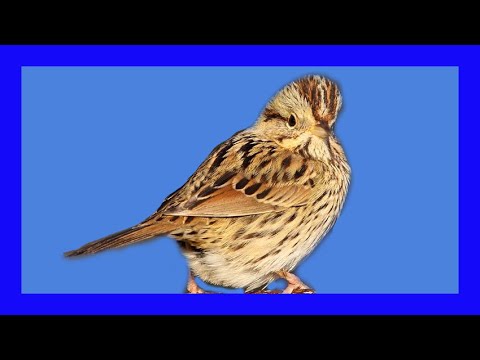 Strnádlik plavý (Melospiza lincolnii) — správanie, biotop a hlas