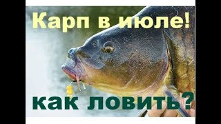 Когда лучше всего клюет карп