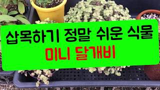 미니달개비 - 아무나 삽목해도 성공합니다.