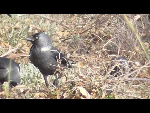 KATANA 121223  7 ALLE VÖGEL SIND SCHON DA