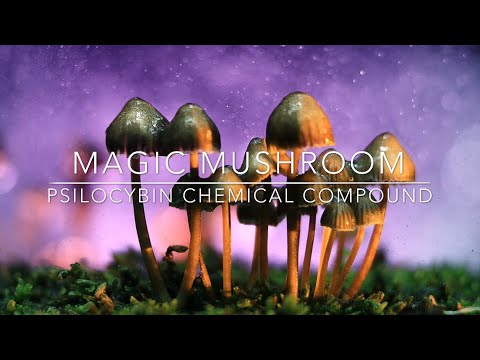 download lagu mp3 mp4 Psilocybin Chemical, download lagu Psilocybin Chemical gratis, unduh video klip Psilocybin Chemical