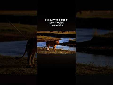 The Cripple Lion King 🦁👑 #thelionking #spearboy #lion #scarface #lionesses