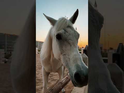 Visit the Horse Stable at #SouqWaqif to meet majestic Arabian horses 🐎 #VisitQatar