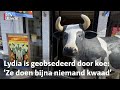 Koe-fan Lydia's huis staat vol met koeienparafernalia | RTV Utrecht
