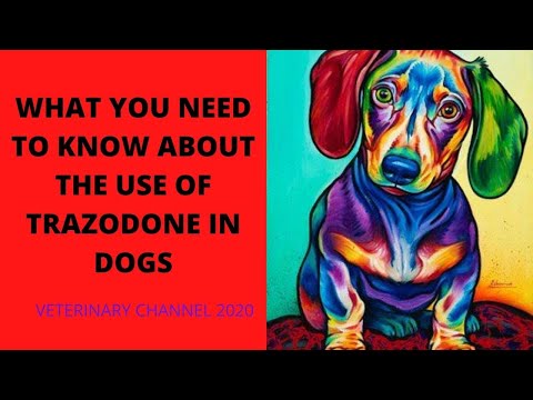 YouTube video about: Can dogs have trazodone and benadryl together?