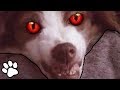 Tiny Evil Dogs Funny Dog Compilation 2018