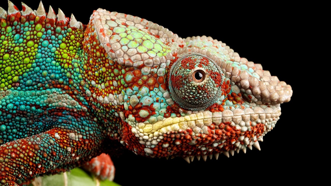Class Reptilia: Evolution and Ecology of the Non-Avian Reptiles