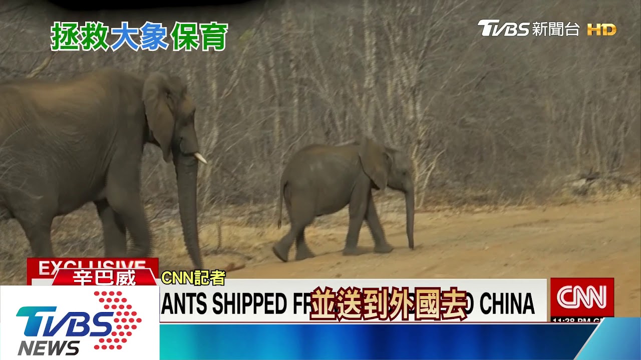 辛巴威太窮賣象換錢 30隻幼象關鐵籠賣大陸