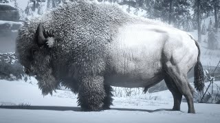 Rdr2 How to Hunt The Legendary White Bison