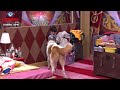 BIGG BOSS 16 Promo Maahim Ne Kiya Abdu Ko Pareshan Tina Ki Problem Sunkar Maahin Ne Kiya Ignore