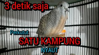 Download lagu perkutut lokal gacor NEGEL BEKUR bersahutan sama perkutut betina memanggil jantan AMPUH BIKIN NYAUT mp3 Download lagu perkutut lokal gacor NEGEL BEKUR bersahutan sama perkutut betina memanggil jantan AMPUH BIKIN NYAUT mp3