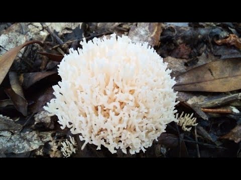 Do Not Eat These Coral Mushrooms 🤢