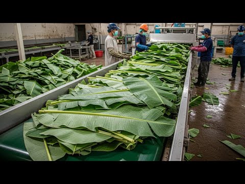 Inside the Largest High-Tech Banana Leaf Processing Factory You've Never Seen Before