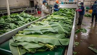 Download lagu Inside the Largest High-Tech Banana Leaf Processing Factory You’ve Never Seen Before mp3