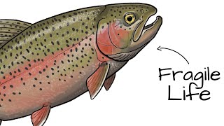 Why it Sucks To Be Born As a Rainbow Trout