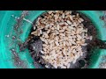 Citronella Ants Love Nesting in Our Termite Bait Stations in Lanoka Harbor, NJ
