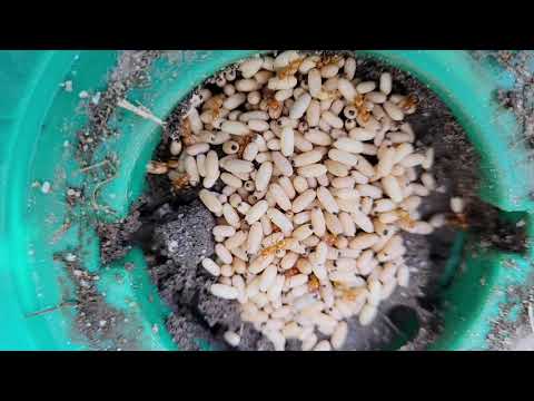 Citronella Ants Love Nesting in Our Termite Bait Stations in Lanoka Harbor, NJ