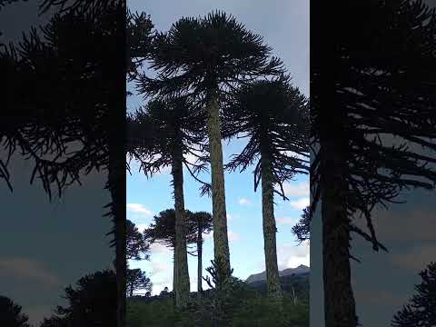 #curarrehue #nature #chile #argentina #music #araucania  Araucarias.