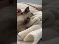 The purrs The biscuits Its too much🥹 #cat #kitty #kitten #funnycats @biscuit.muffin.ragdolls