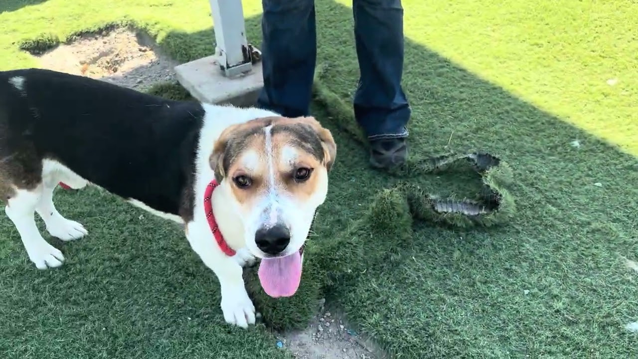 Enlarge Roxie, a Adopted Saint Bernard in Wasco, CA video 6/6
