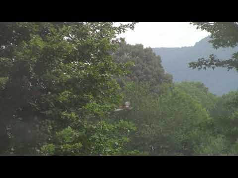 4 PROPHETIC WARNING DREAMS:  Bottomless Pit // 3 Frogs from Revelation