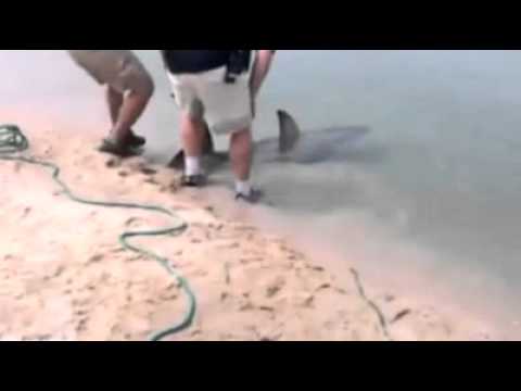Squalo bianco a riva 2
