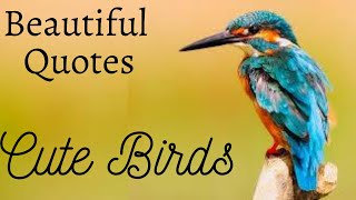 Inspirational Quotes on Cute Birds | 2020 | Clever Hunt