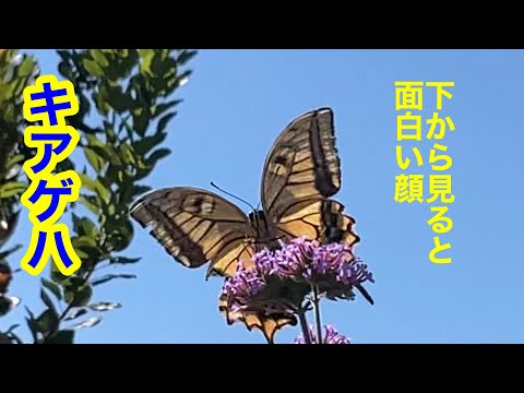 低木バラ 'スーベニール ドゥ ラ マルメゾン' 植物