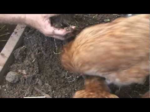 Permaculture & Aquaponics DVD Available on Amazon.com.