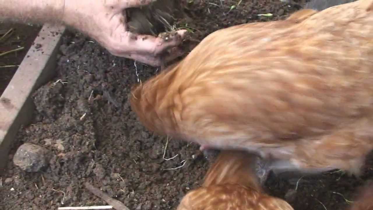 Permaculture & Aquaponics DVD Available on Amazon.com.