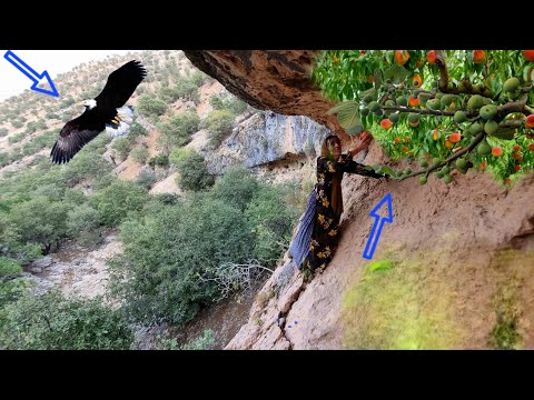 Leila's long journey for mountainfruits:Zulma's return from apples to figs in the heart of the rocks