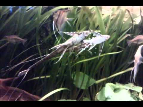 Wir günden eine Familie.wmv