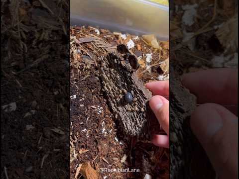 Why You Should Be Careful When Buying Pets From Big Stores ❌🐕- Porcellio Pruinosus Isopods 🪲