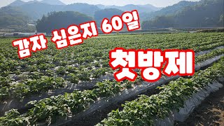 감자 심은지 60일 첫방제 [감자재배방법]
