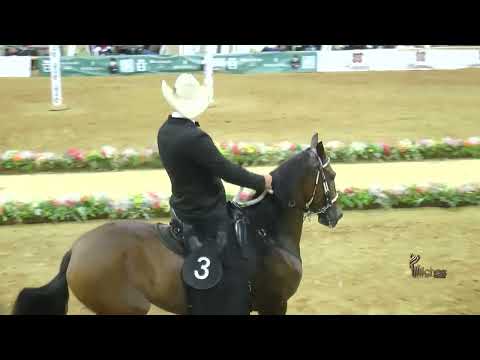 NOVEDOSA DE SAN CARLOS, GRAN CAMPEONA TROCHA COLOMBIANA ENTRERRIOS ANTIOQUIA 2026