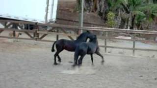 preview picture of video 'friesians playing'
