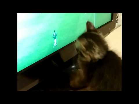 Котёнок смотрит чемпионат мира по футболу 2018