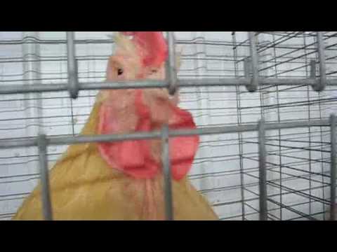 Mike Pride's FROM BACTERIA TO BOYS - Bole: the Mouth of What?