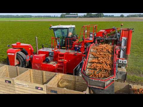 Harvest organic carrots, onions, potatoes, oats | Van Woerden | Organic farming in The Netherlands