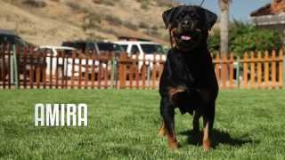PROFESSIONAL ROTTWEILER BREEDER EXPLAINS DIFFERENCE BETWEEN GERMAN AND AMERICAN ROTWEILLERS