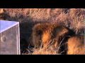 Lion Feeding Frenzy (man vs male lions) 